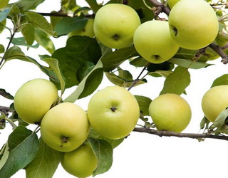 Яблука дозріли: новий врожай тіснить минулорічний